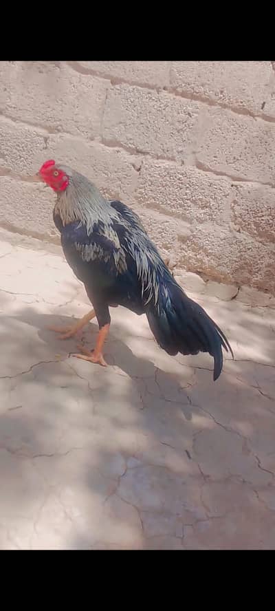 Aseel murga