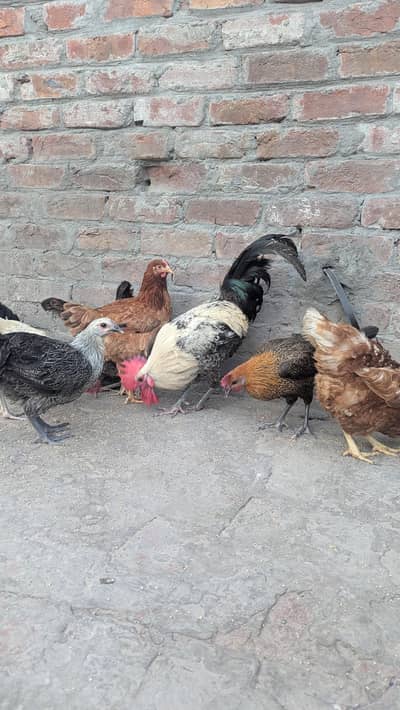 (12) desi murgi (2) Desi murgeee