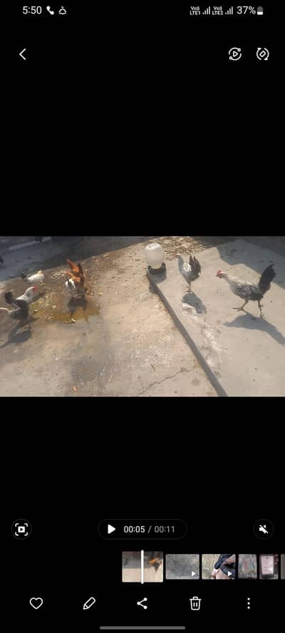 hen for sale
