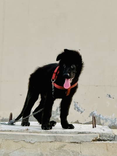 Black jermon shepherd