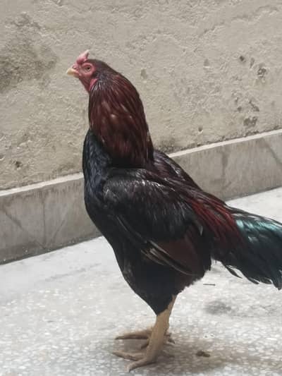 pure mianwali breeder contact 03007856372