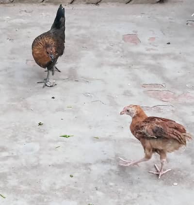 Big Chicks for Sale on low price!