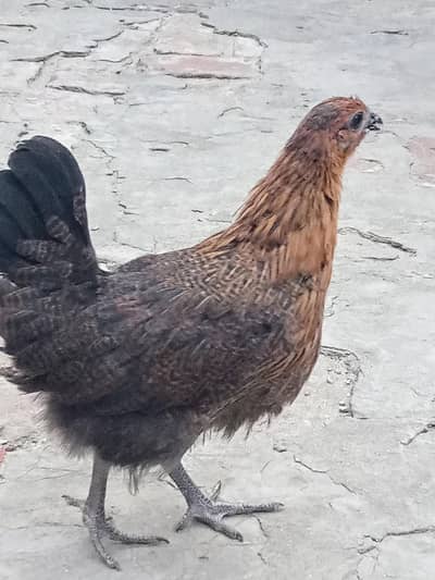 Big Chicks for Sale on low price!