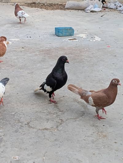 breaded full pair lala gandedar and