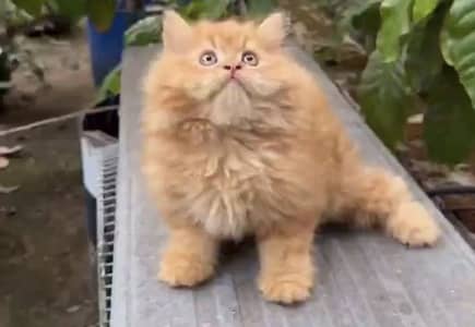 Quality Persian Punchface cat & kitten. moreWhatsApp 03286040437