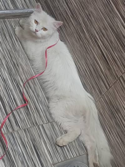 Beautiful Persian Female Cat (Pregnant & Healthy)