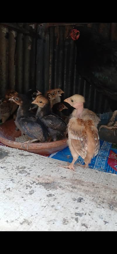chick's for sale location abbottabad
