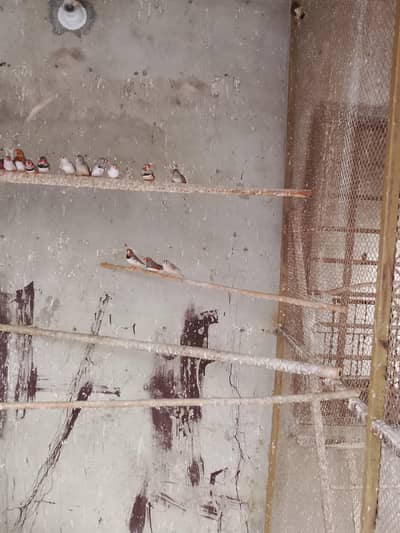 mix mutation Finches