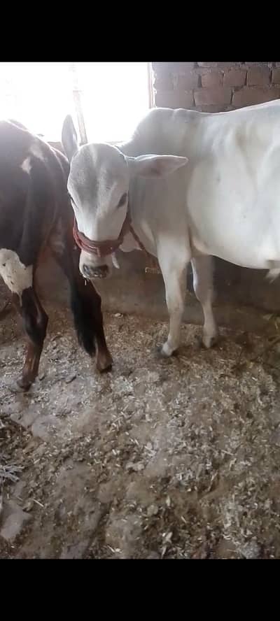 khery vachy for sale age 18 month