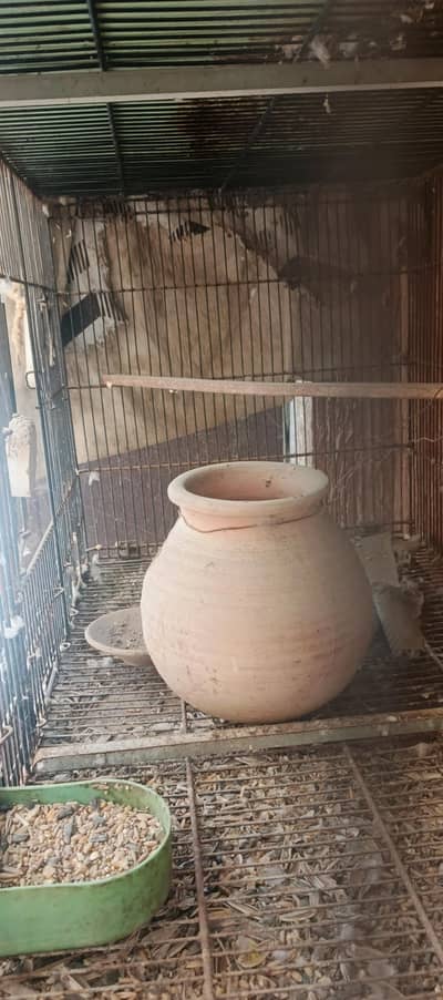 cage, cocks and birds for sale