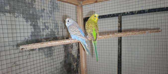Australian birds jawa and love bird