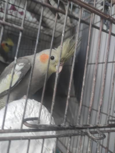 grey Cockatiel Parrot / Cocktail