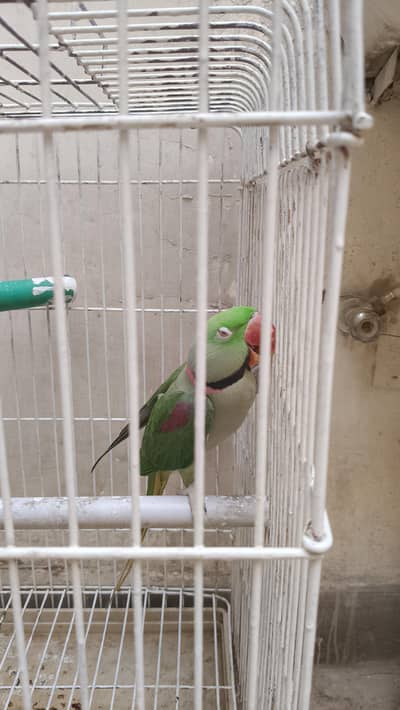 Raw parrot pair