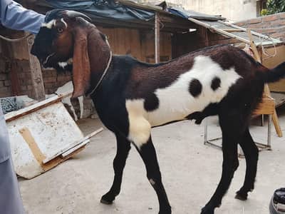 Bakra for sale
