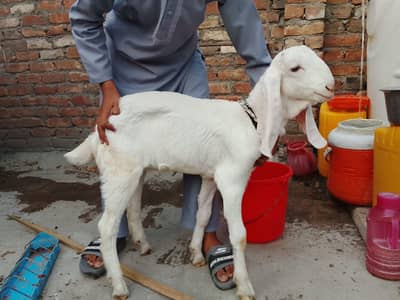 Bakra for sale