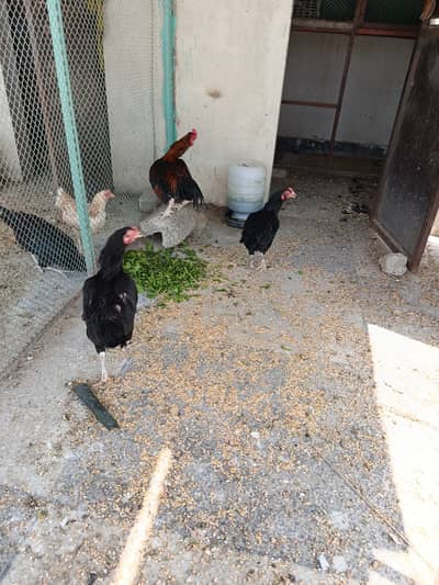 Mix aseel desi egg laying hens