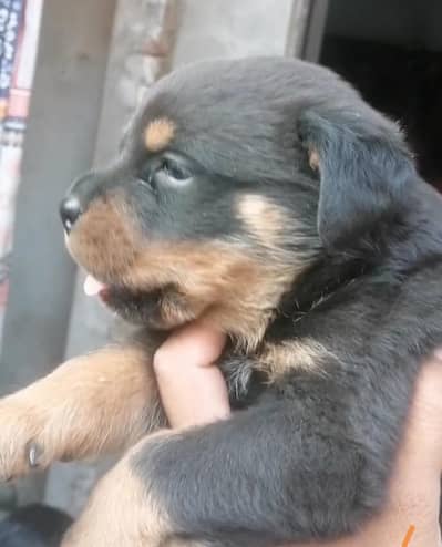 German Rottweiler male puppies puppy