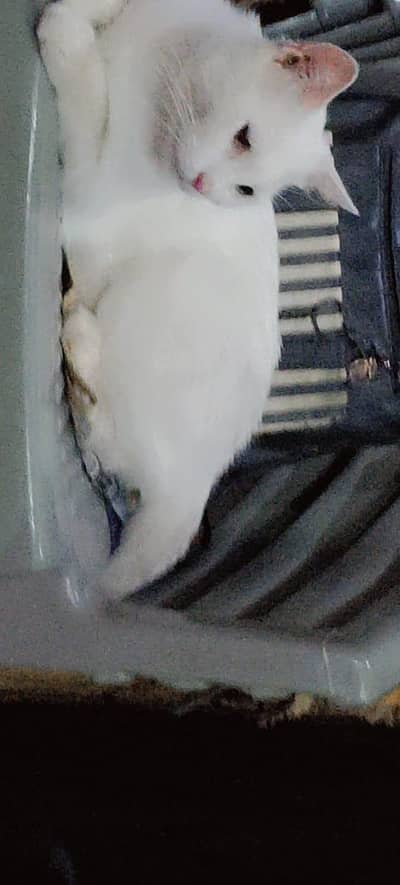 percian cat
