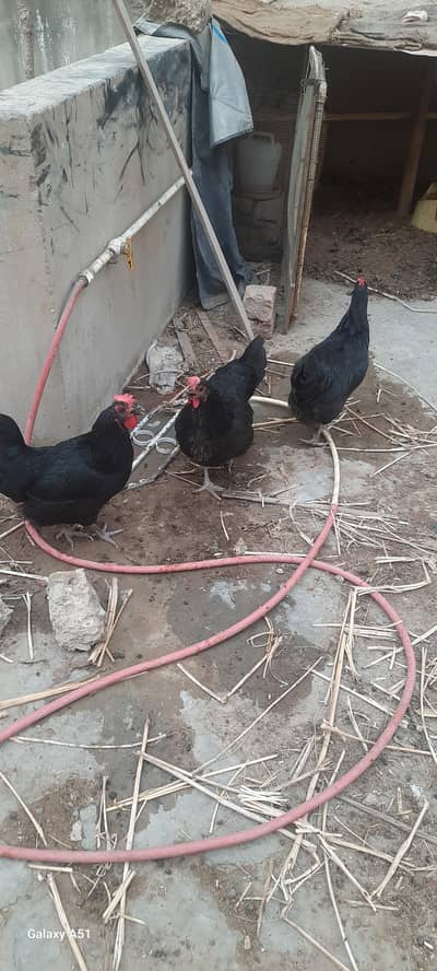 Astrolops hens for sale