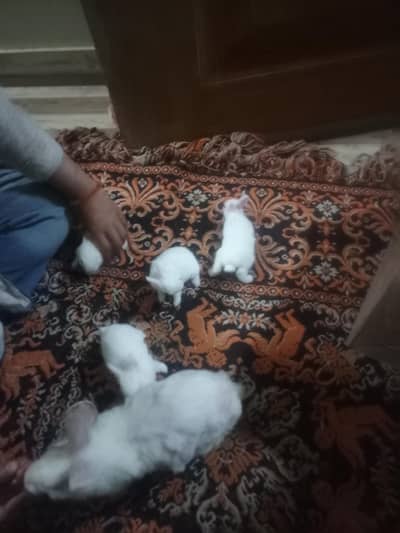 Red eyes Albino rabbits family for sale