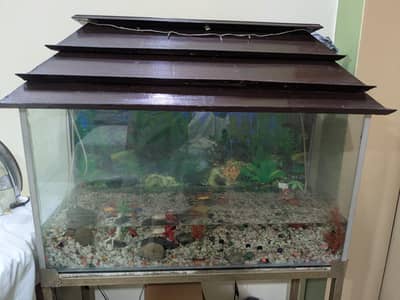 Aquarium condition 10 by 10 ha all okay