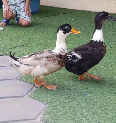 Duck pair