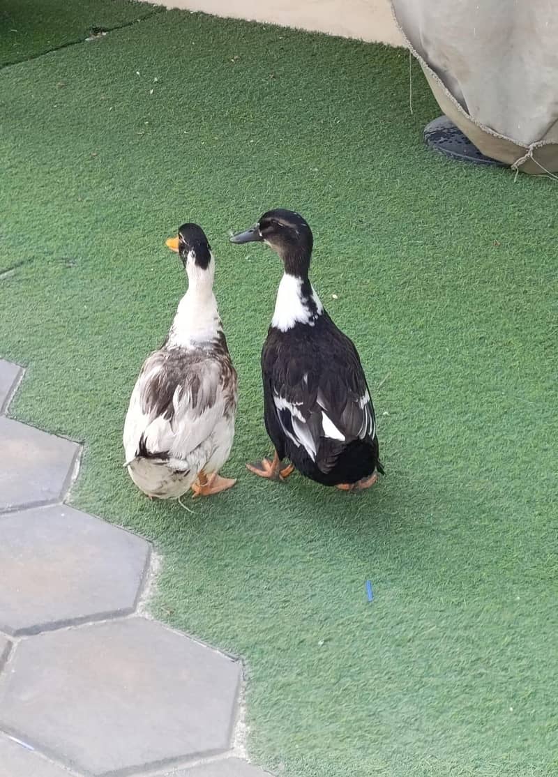 Duck pair 1