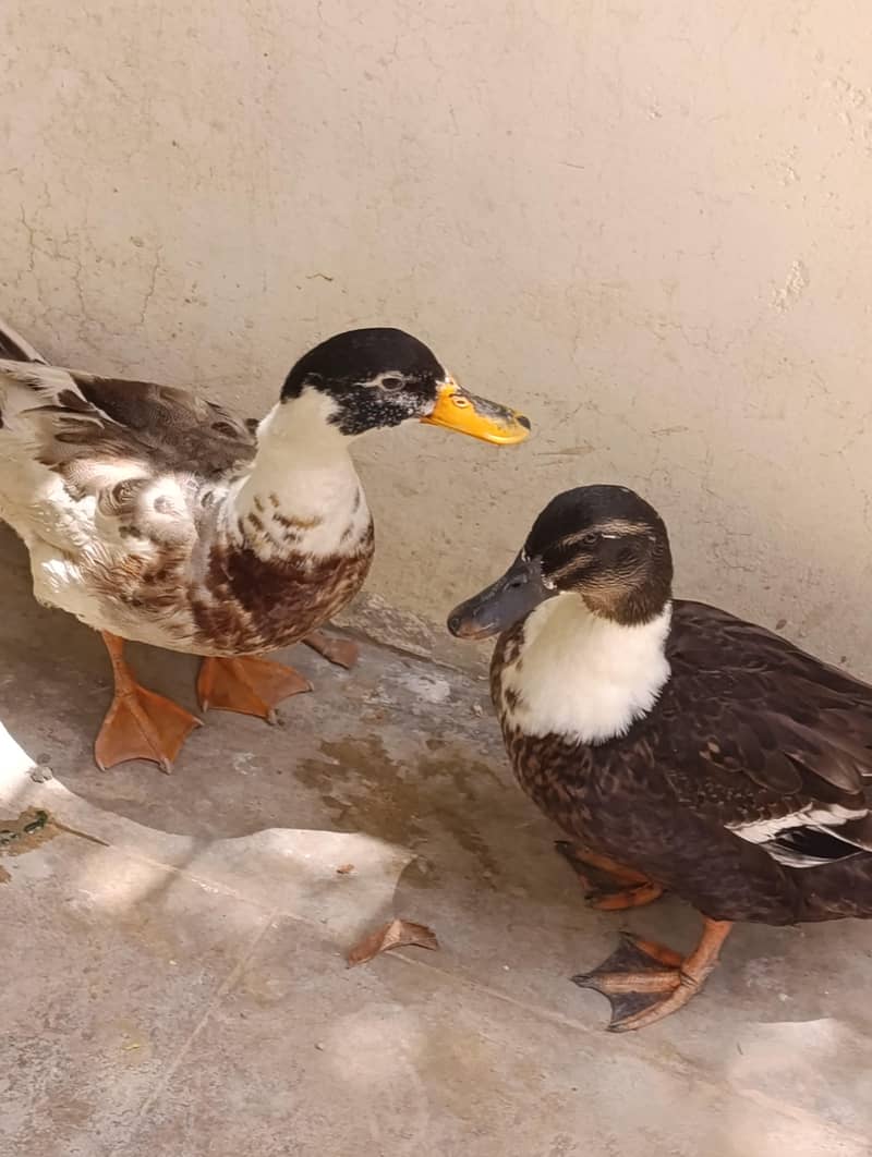 Duck pair 2