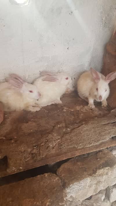 California and New Zealand white bunnies for sale