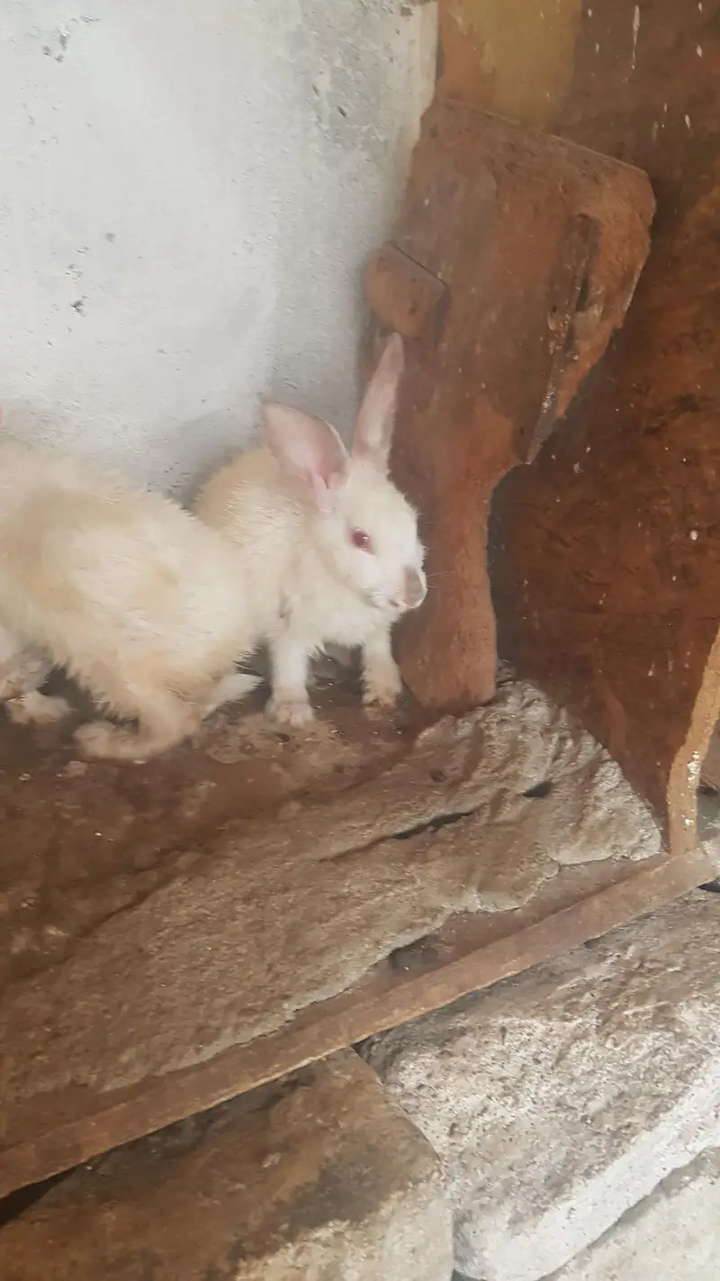 California and New Zealand white bunnies for sale — photo 2