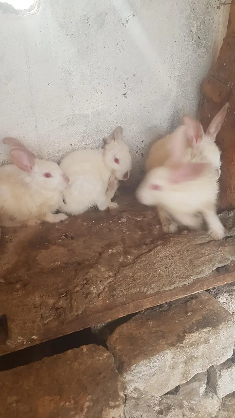 California and New Zealand white bunnies for sale — photo 3