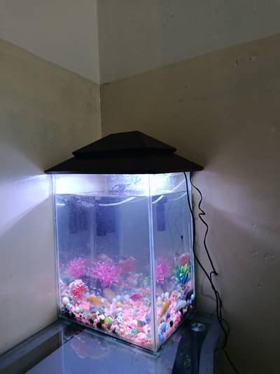 13 fishes of different kinds  1 feet aquarium with all accessories