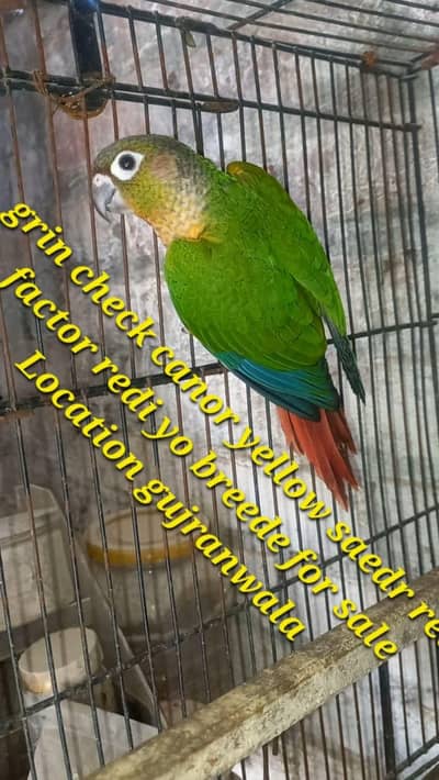 green chick knore yellow sided