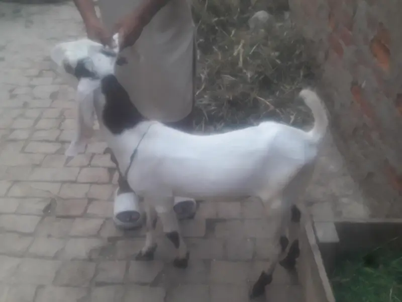 Rajanpuri Ablack High Quality Breeder bacha WhatsApp 0349 4630682 — photo 2