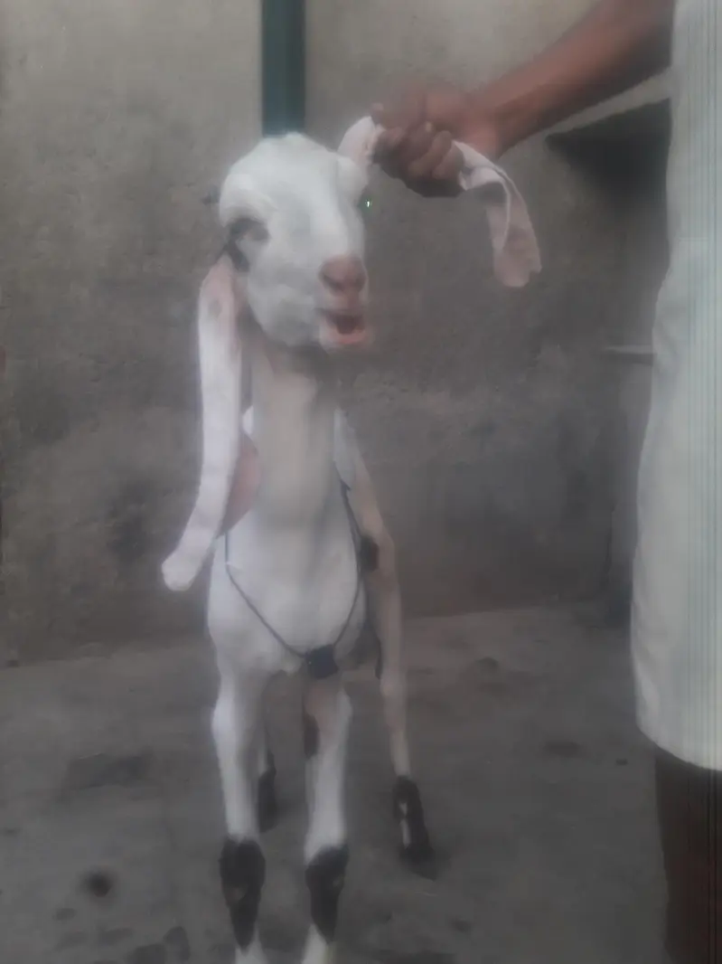 Rajanpuri Ablack High Quality Breeder bacha WhatsApp 0349 4630682 — photo 3