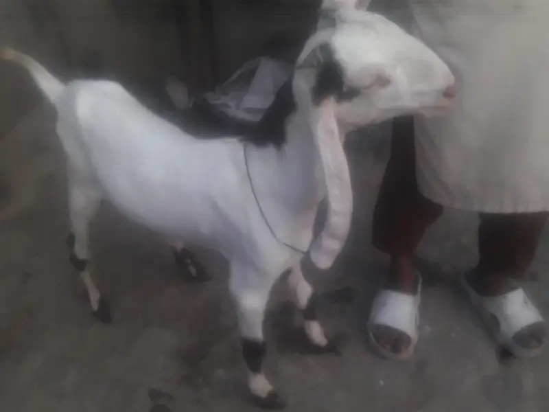 Rajanpuri Ablack High Quality Breeder bacha WhatsApp 0349 4630682 — photo 4