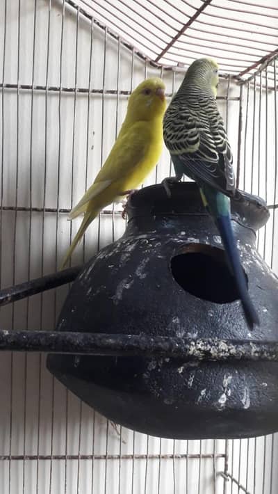 Red eyes female . male budri