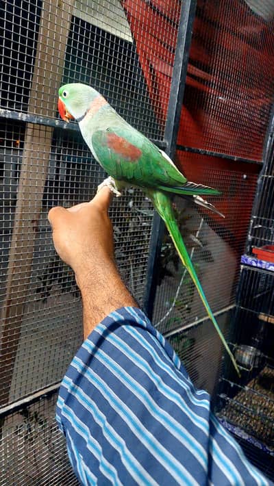 Muslim parrot male