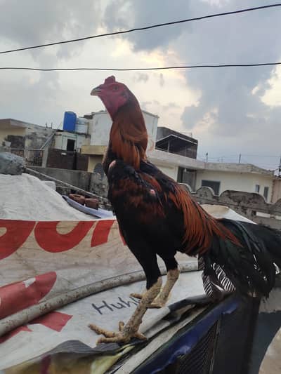 Thai aseel male for sale