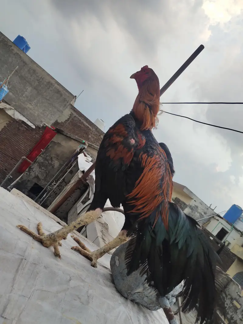 Thai aseel male for sale — photo 2