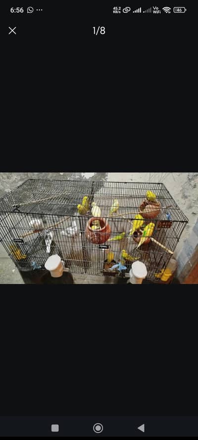 Selling my budgie chicks 3 months 2 minths 4 months
