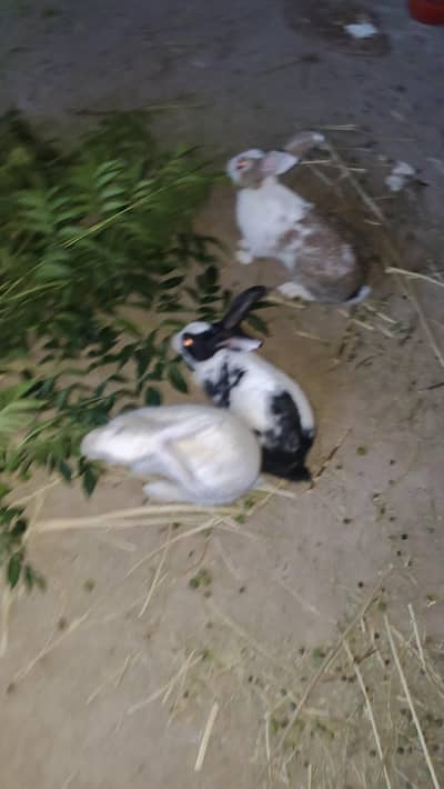 Rabbits Red Eyes Mother with 3 Kids