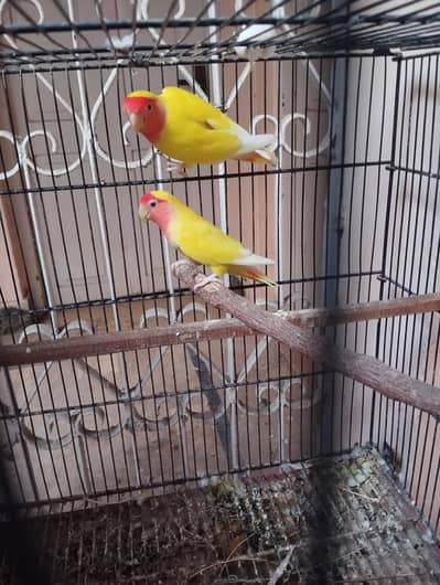 Lutino Love birds