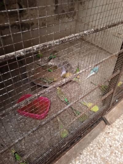 Beautiful Budgies