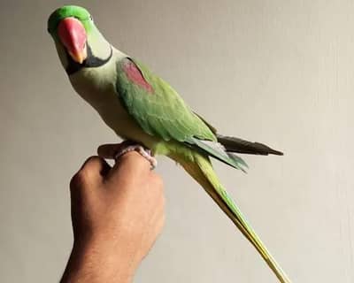 Breeder Raw pair for sale