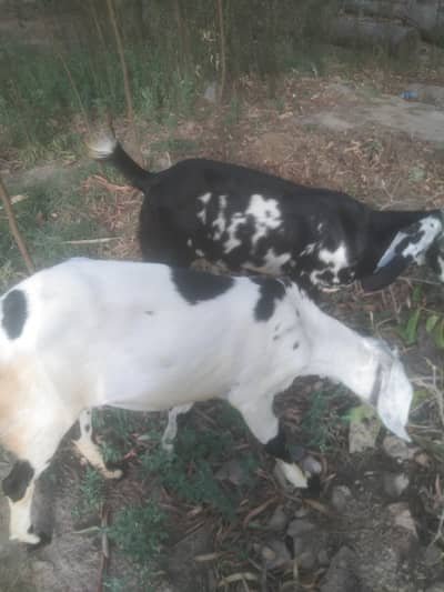 black and white two female for sale