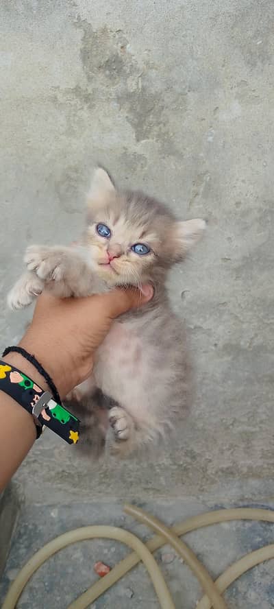 Persian cat baby for sale