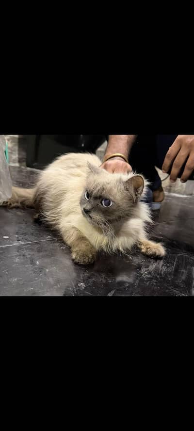 unique cats
