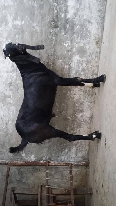 beetal bakra acchi hight ma 03229393791