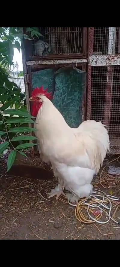 white heavy buff cochin